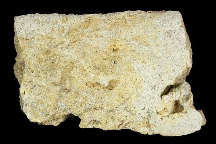 Fossil Triceratops Rib Section - North Dakota #117399